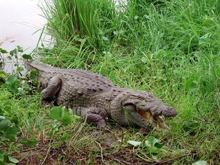 Image Ponds with sacred crocodiles of Sabou 